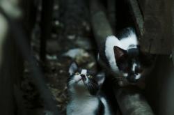 爱游戏官方-铁血与优雅的对决，英格兰强压毕尔巴鄂，莫德里奇关键节点连续得分改写战局