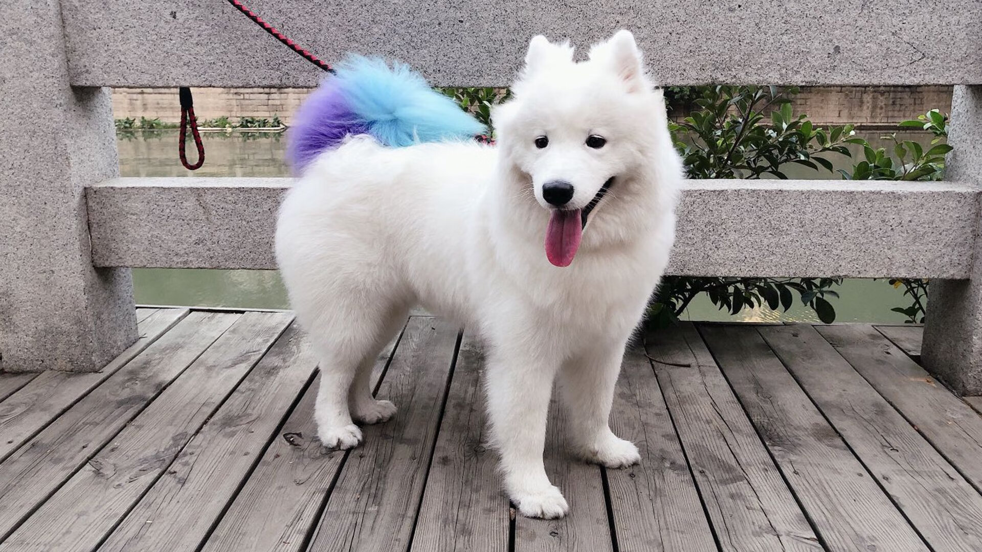 基耶萨一锤定音，巴西强压突尼斯显冠军相