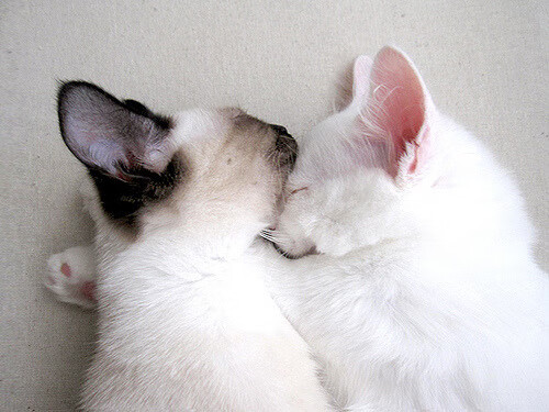 绝境中的蓝月奇迹，罗德里一锤定音，曼城史诗级翻盘佛罗伦萨